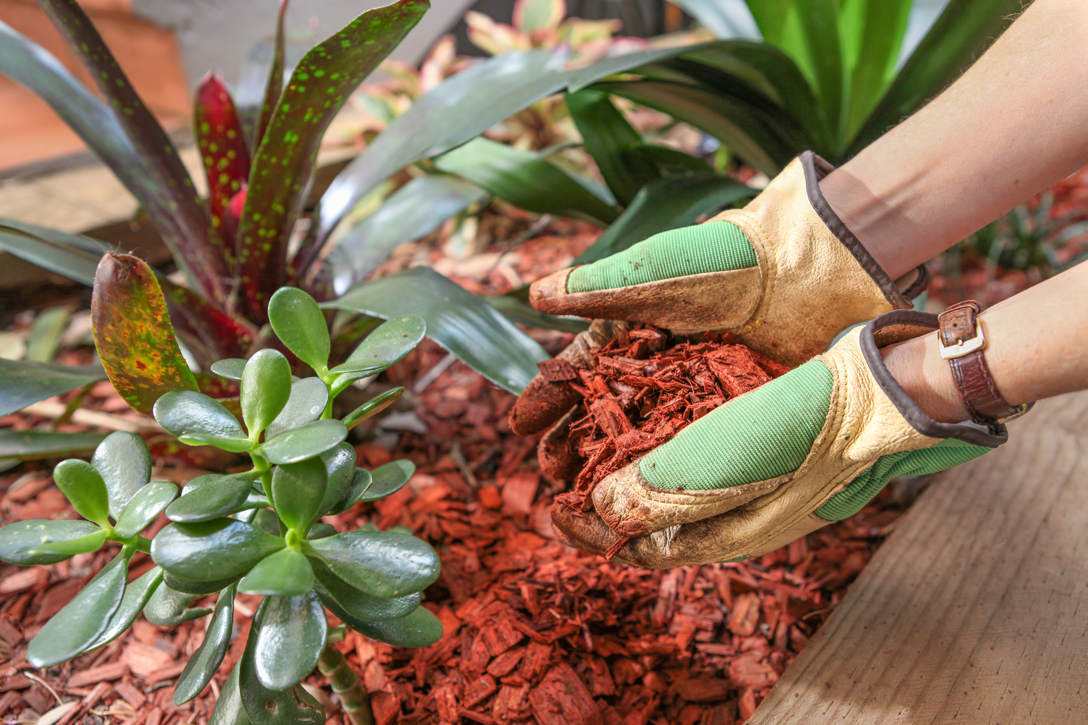 Mulches